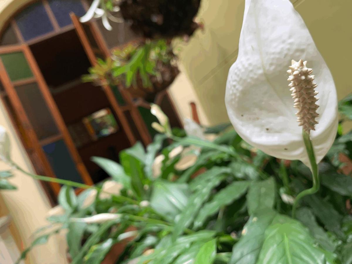 Homestay Casa Grande Medellin